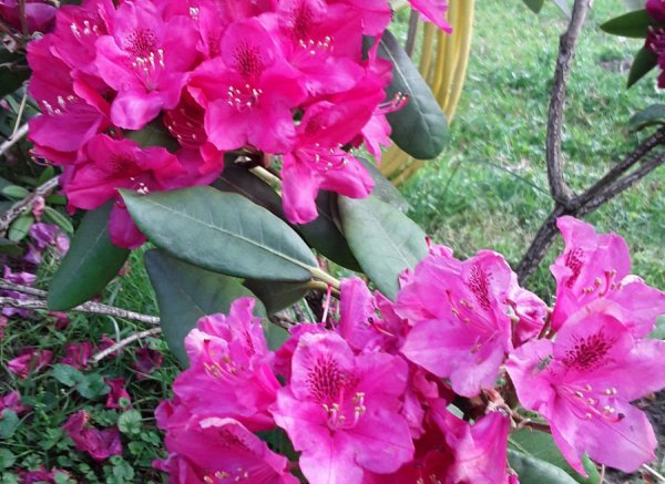 Campingplatz Hof Ignatowitsch mit Ponys und Pferden in Ammerland