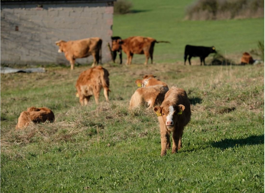 Schöner Stellplatz auf unserem Hof #2 — Campervan Site in Winterspelt