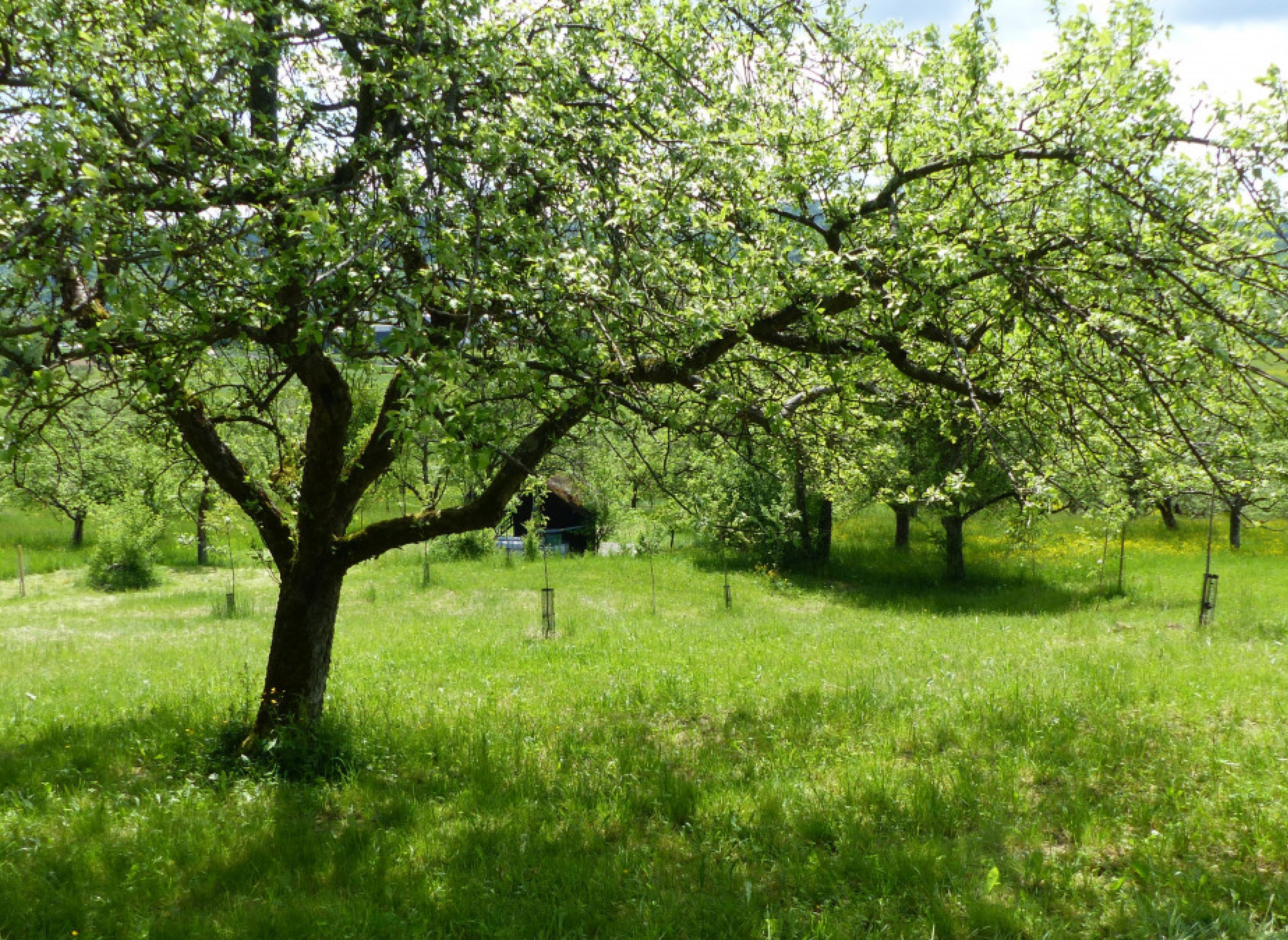 Bio Streuobstwiese Urbach — Campervan Site in Urbach