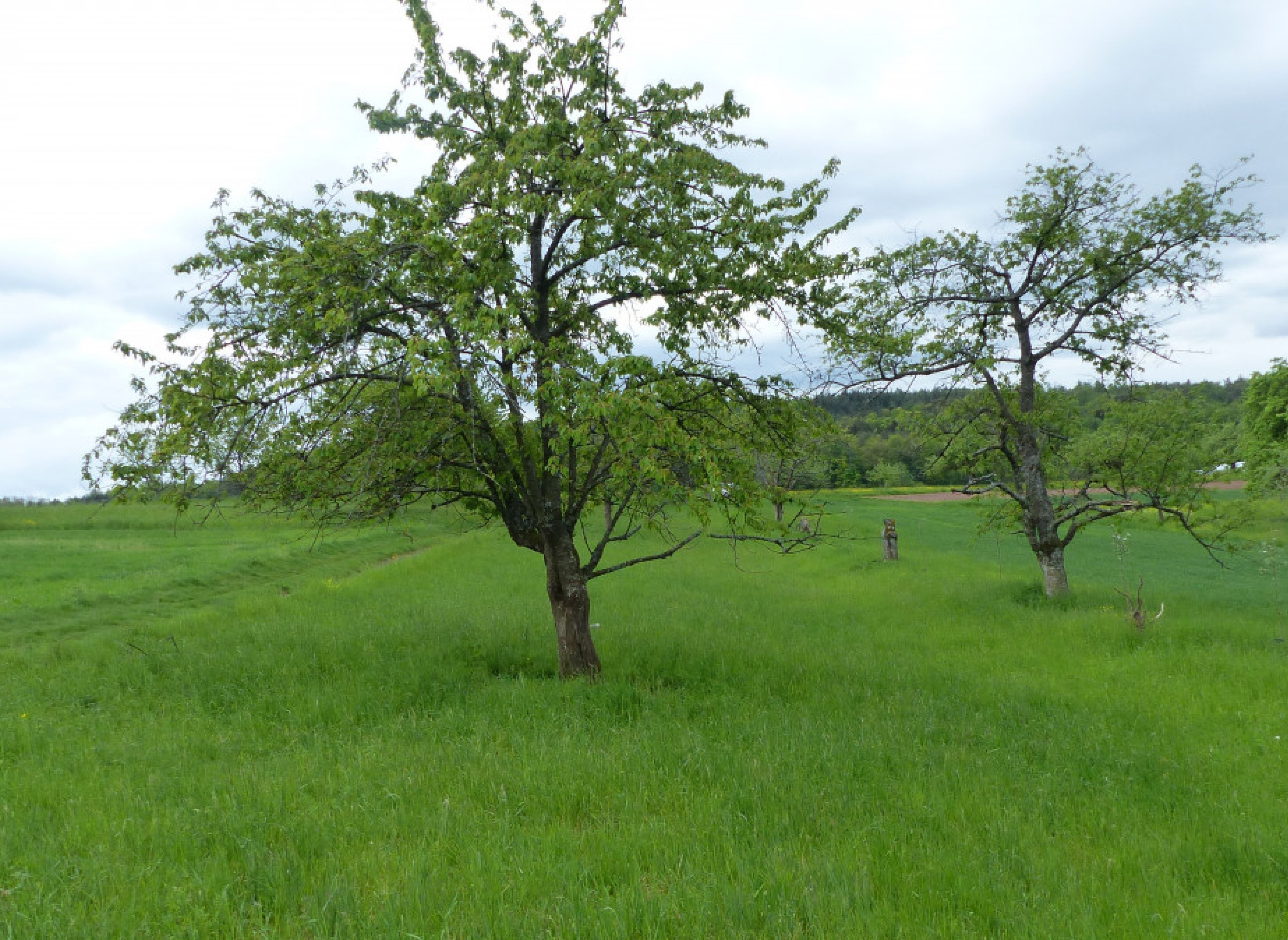 Bio Streuobstwiese Berglener Höhe — Ställplats in Berglen