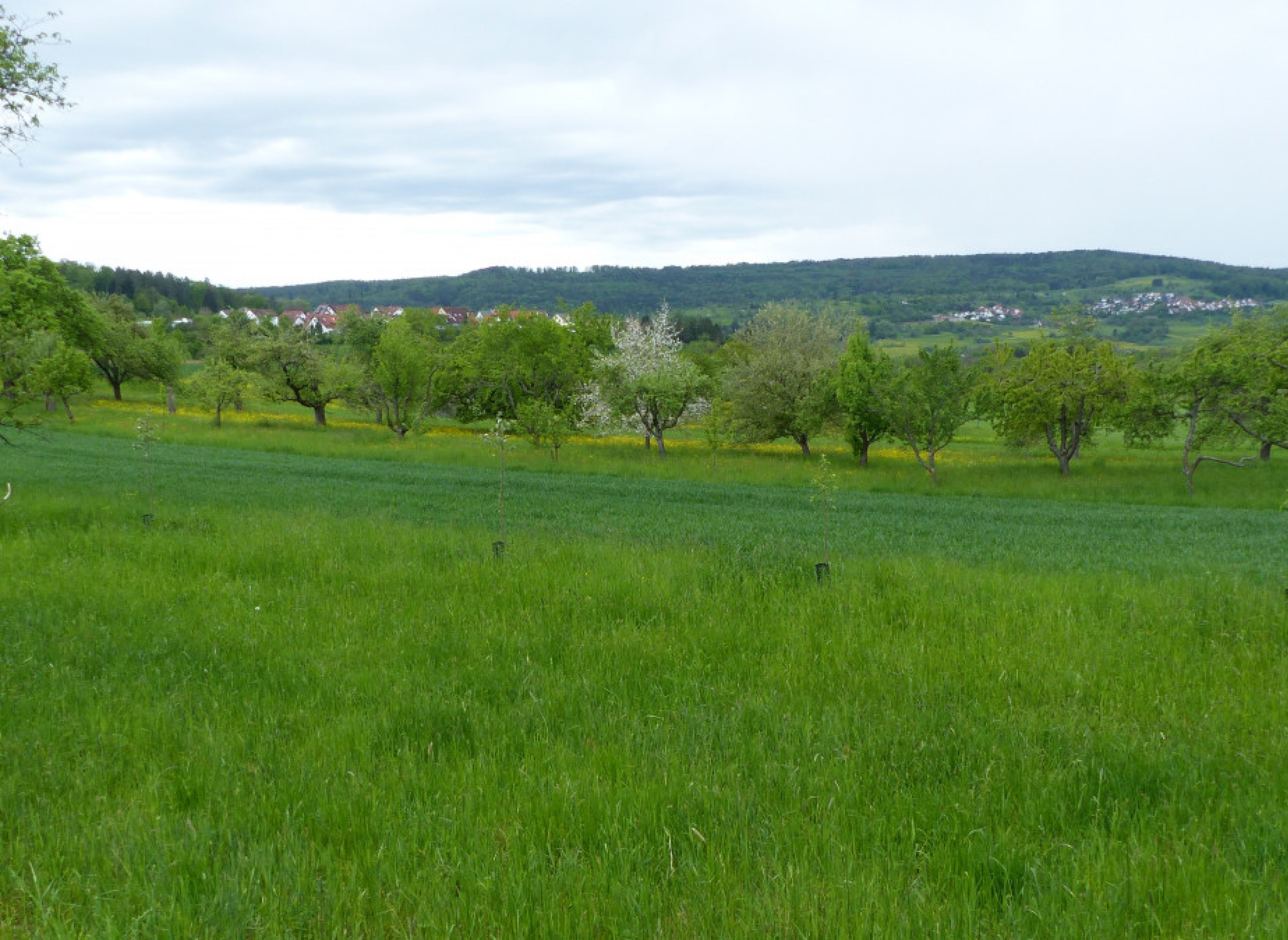 Bio Streuobstwiese Berglener Höhe — Aire camping car in Berglen