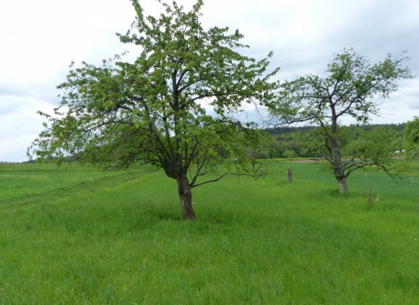 Bio Streuobstwiese Berglener Höhe — Photo 2