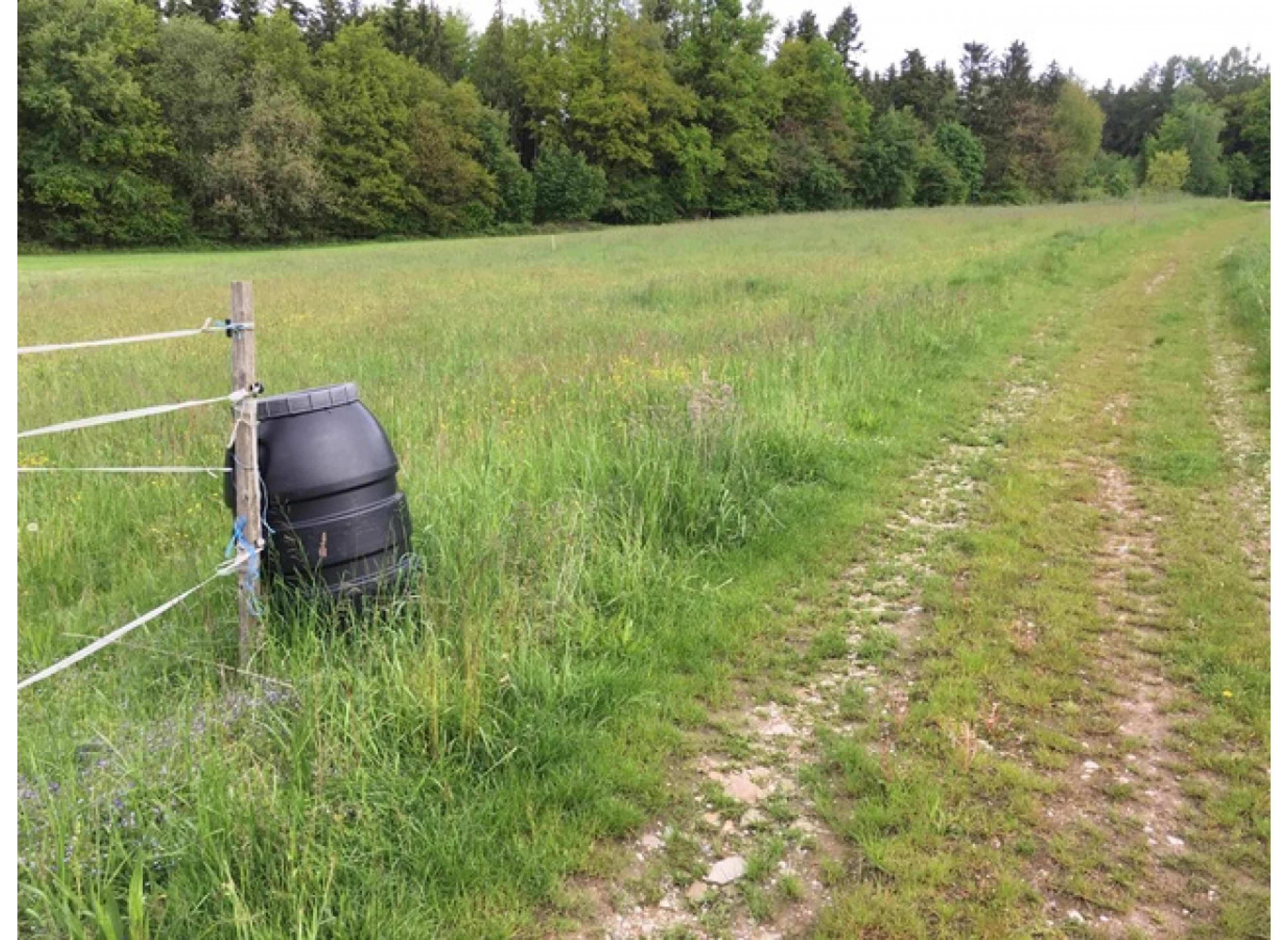 Camper auf der Wiese am Biohof #4 — Camperplads in Kößlarn