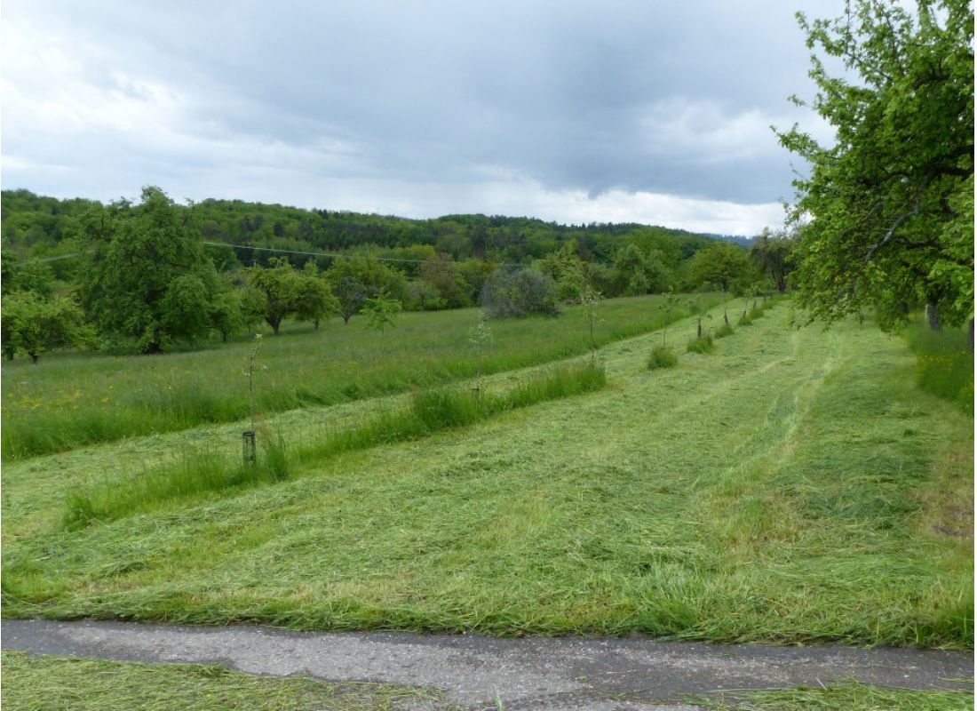 Bio Streuobstwiese Rudersberg — Місце для кемперів in Rudersberg