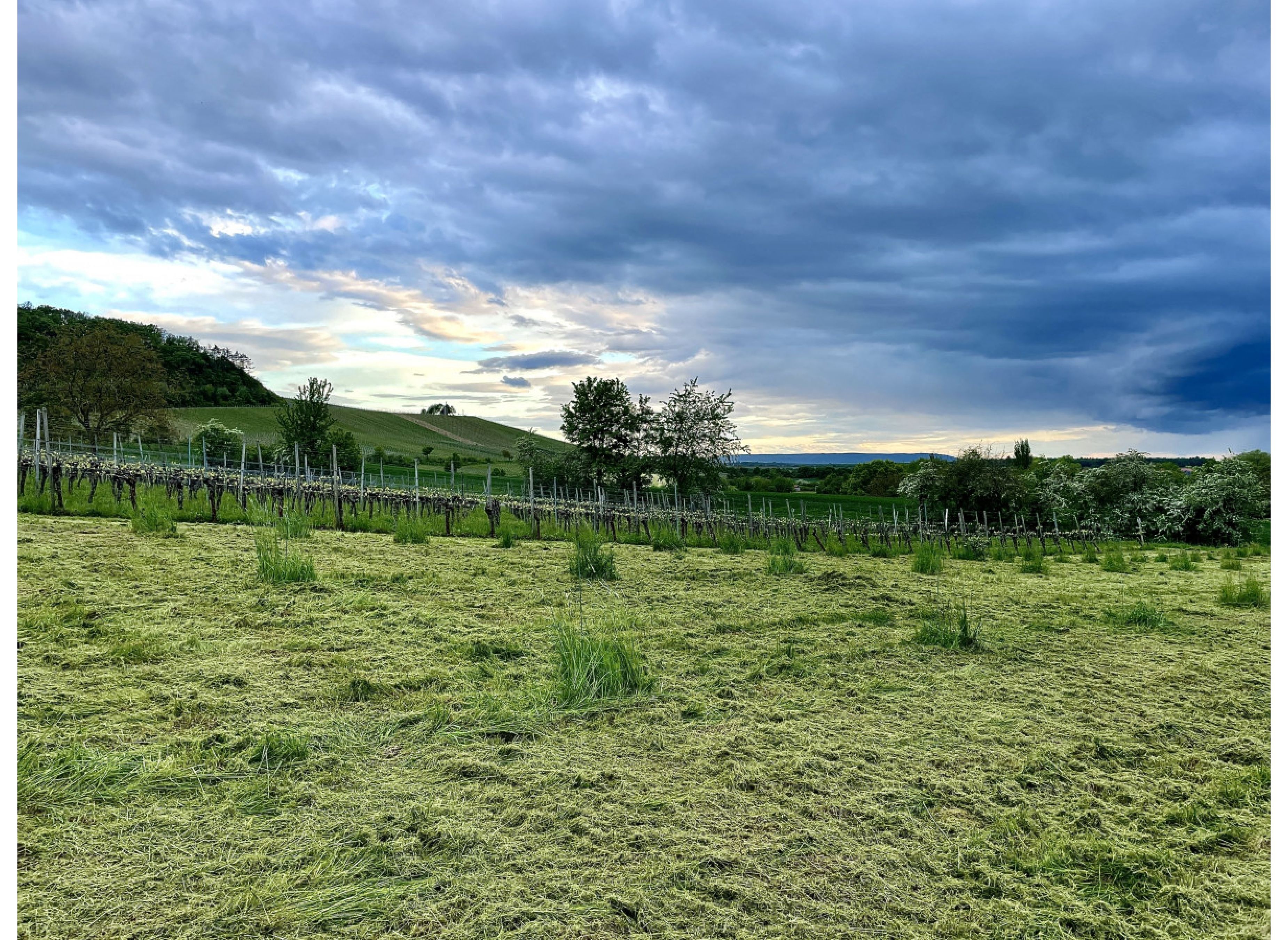 Auf einer Wiese am Fuße des Herrenberg's — Camperplads in Oberschwarzach