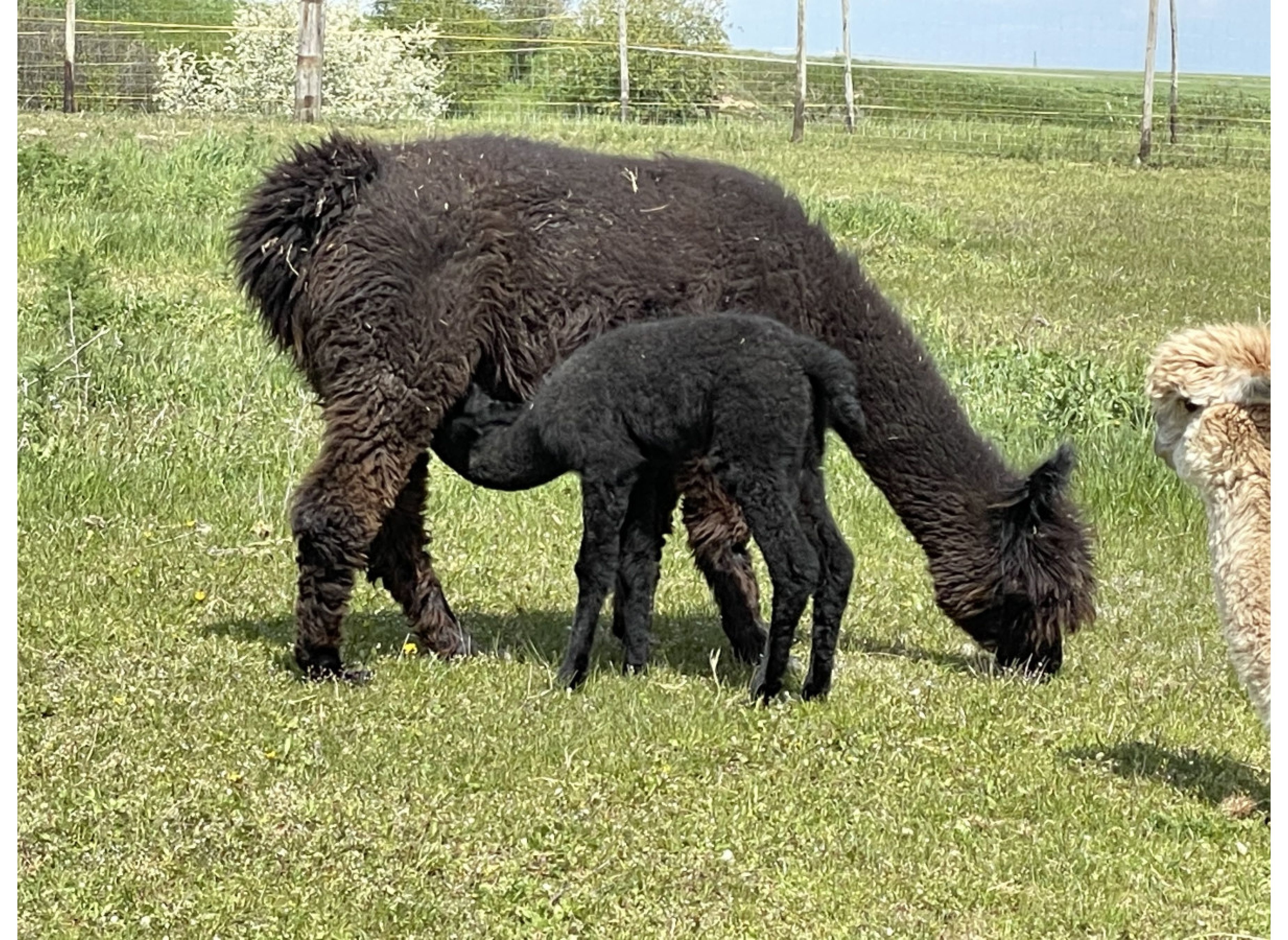Stellplatz am Reiter/ Alpakahof #3 — Sp. parking dla kamperów in Gerbstedt