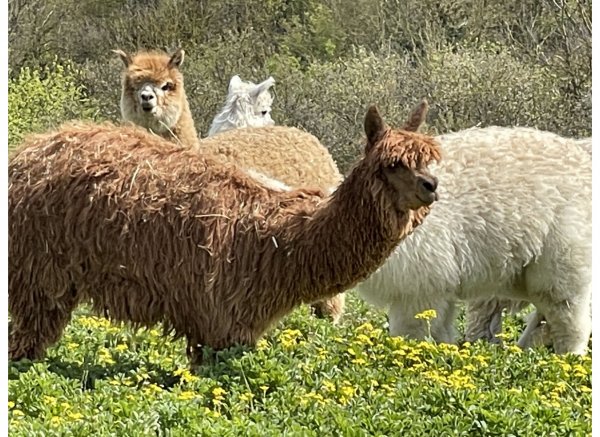 Stellplatz am Reiter/ Alpakahof #3