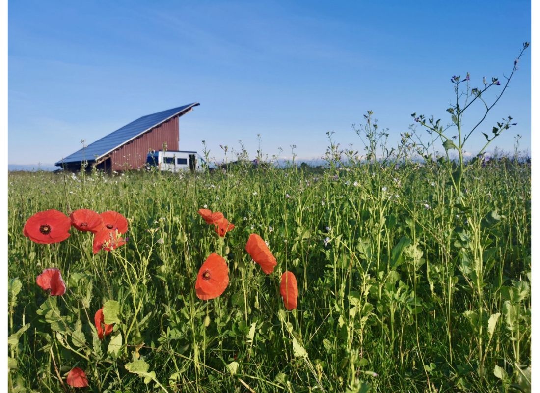 Camping Im sonnenverwöhnten Südwesten bei Freiburg — Campervan Site in Hartheim am Rhein