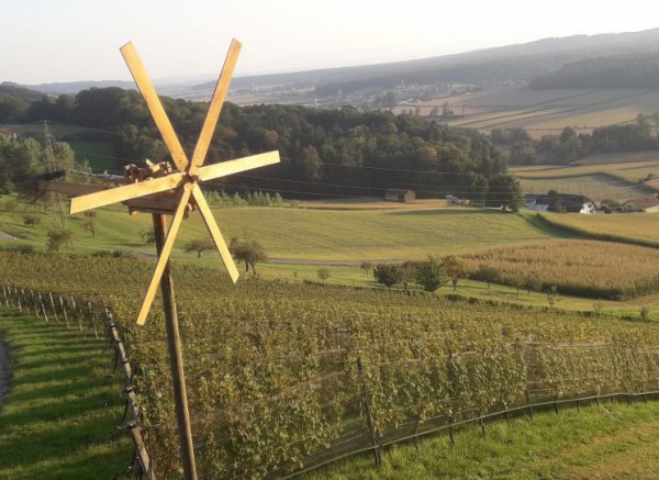 Vom Weinberg ins Steirische Vulkanland reinschauen — Foto 3