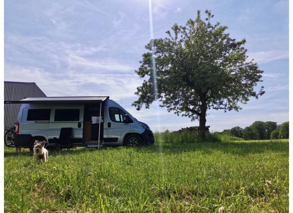 Auf der Wiese am Waldrand — Foto 3