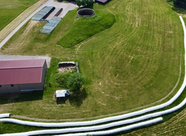 Auf der Wiese am Waldrand