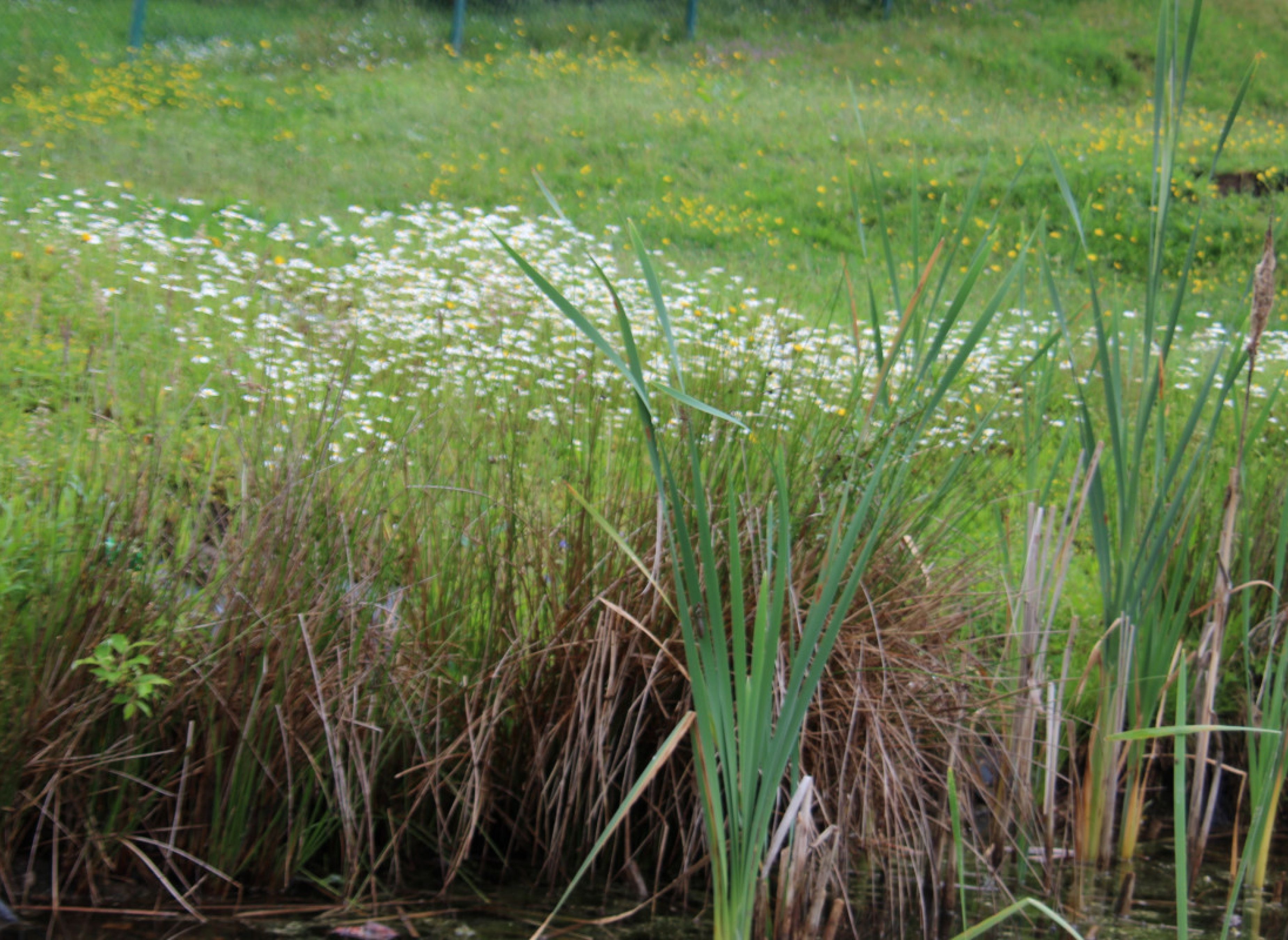 Natur genießen in der Gründleinswustung — Camperplads in Föritztal