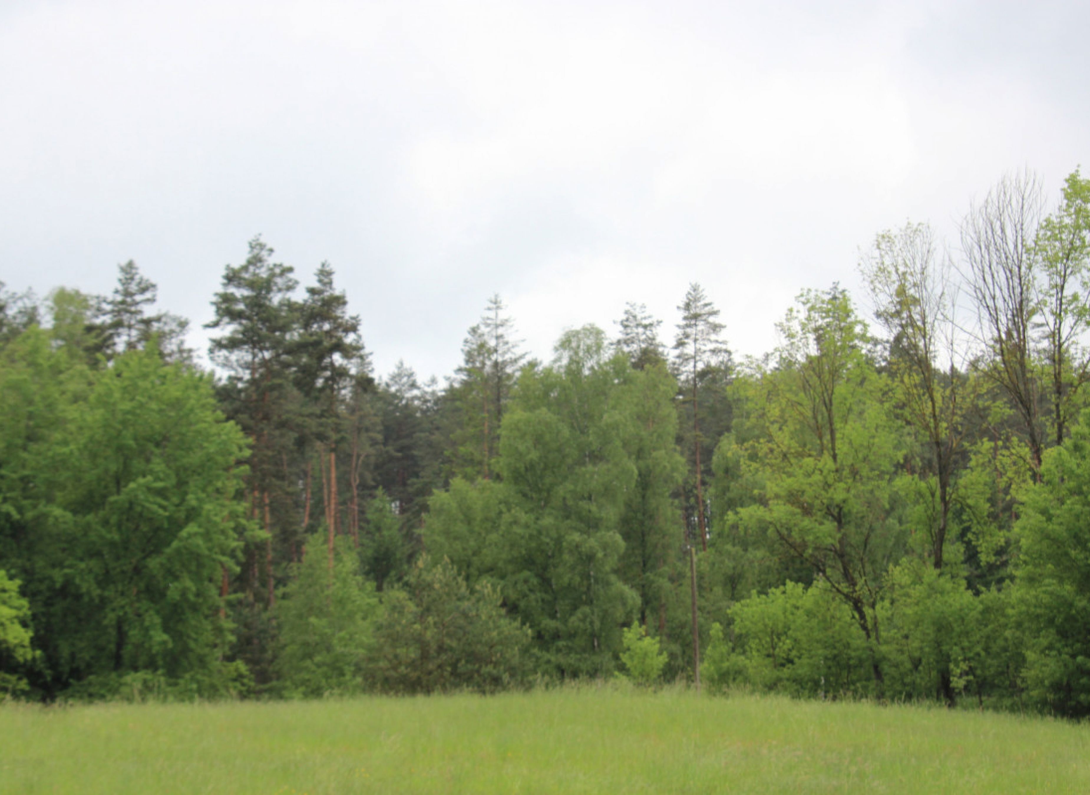 Natur genießen in der Gründleinswustung — Campervan Site in Föritztal