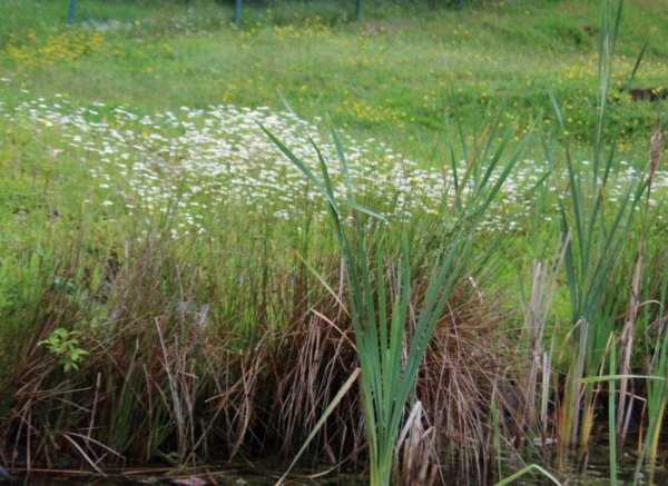 Natur genießen in der Gründleinswustung — Fotografie 3