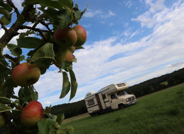 Träumen unter Bäumen #2 — Photo 2