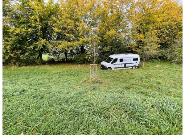 Obstwiese an der Issel #2