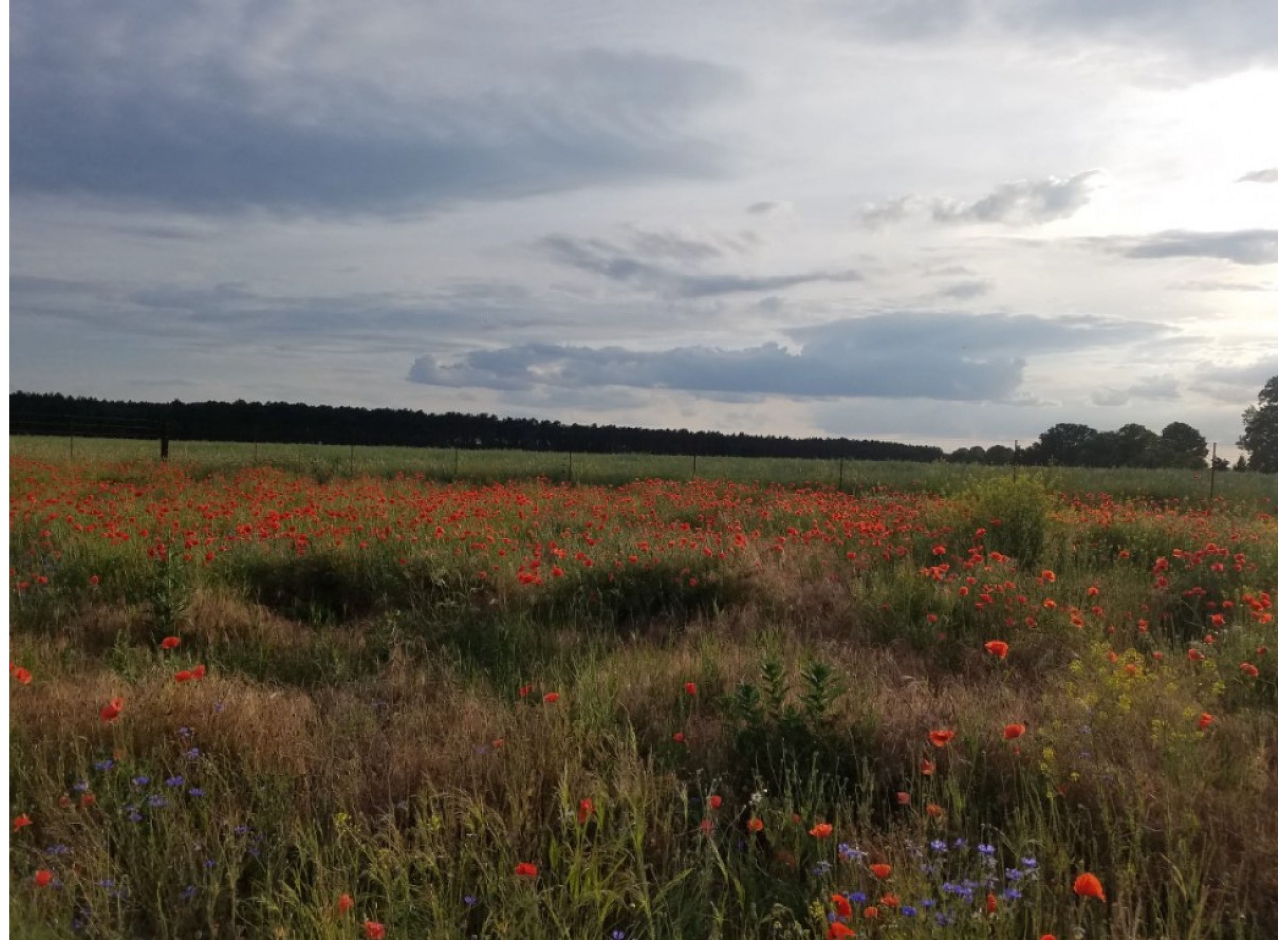 Permakulturgarten mit Wildblumenwiese — Karavan Sitesi in Ludwigsfelde