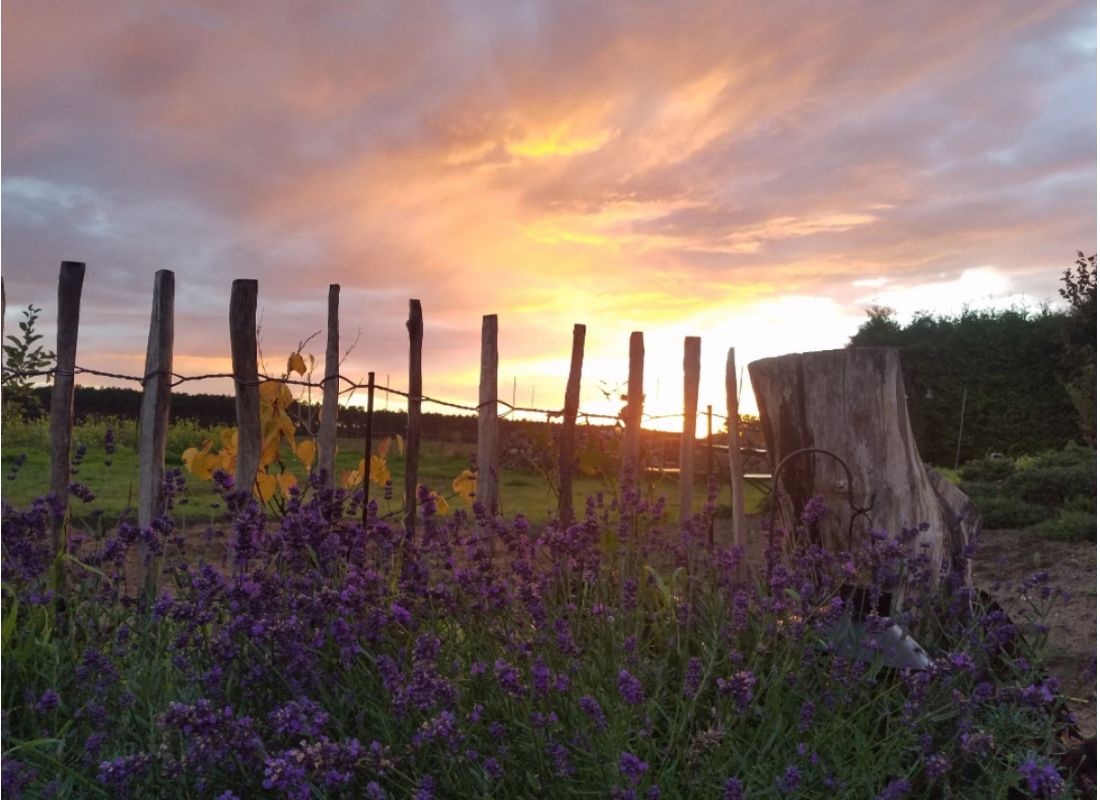 Permakulturgarten mit Wildblumenwiese — Sp. parking dla kamperów in Ludwigsfelde