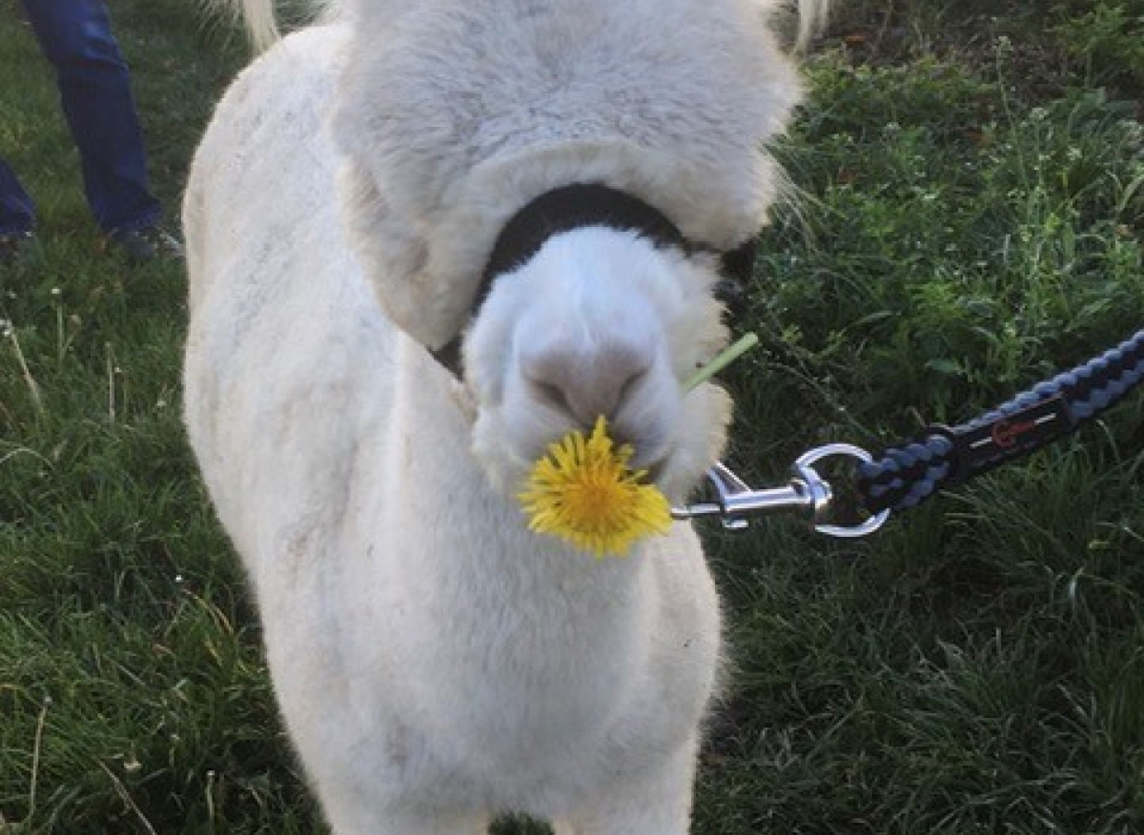 "Wild-Romantischer Ihlerausch"#1 — Campervan Site in Burg