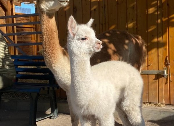 "Wild-Romantischer Ihlerausch"#1 — Photo 2