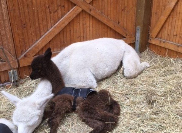 "Wild-Romantischer Ihlerausch"#1