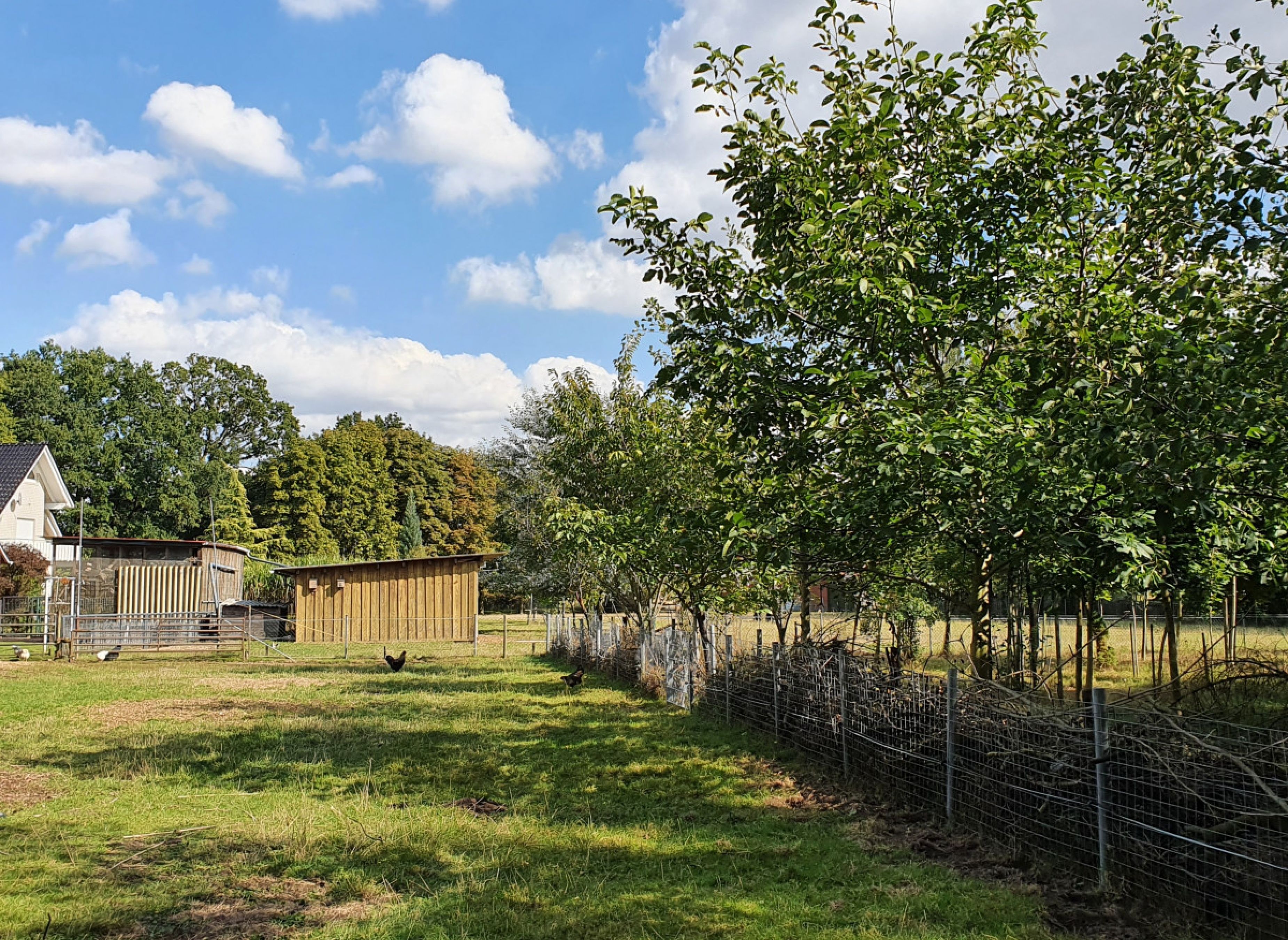Entspannung und Ruhe zwischen Schafen — Sp. parking dla kamperów in Vechta