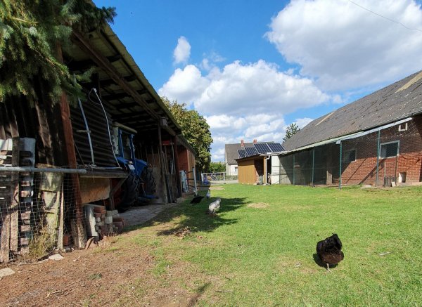 Entspannung und Ruhe zwischen Schafen — Photo 2