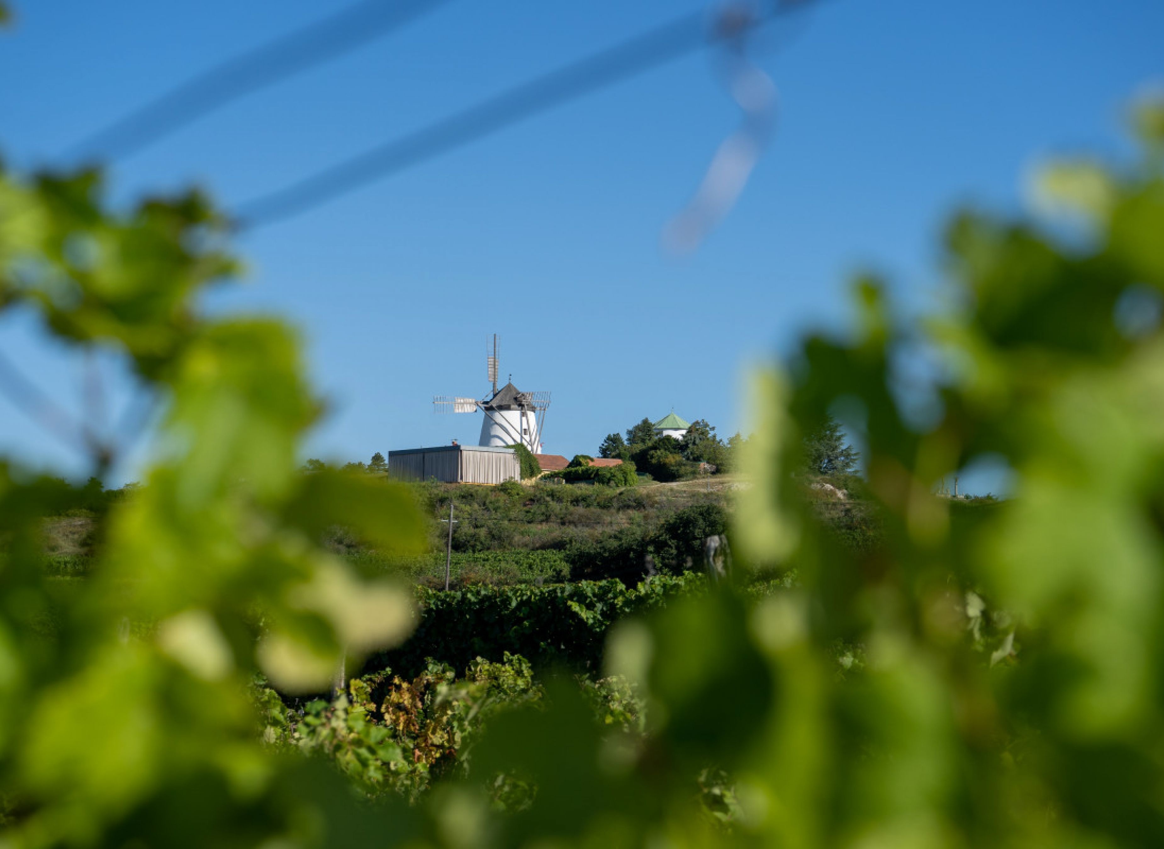 In den Weingärten bei Retz — Winery in Retz