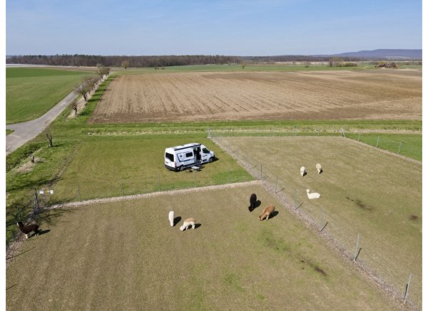 Direkt bei den "Kirchschönbacher Alpakas" — Photo 2