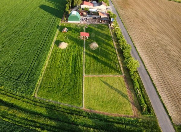 Direkt bei den "Kirchschönbacher Alpakas"