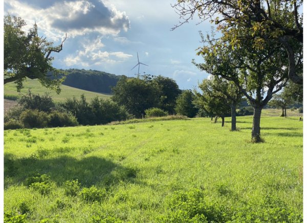 Träumen mitten im Grünen