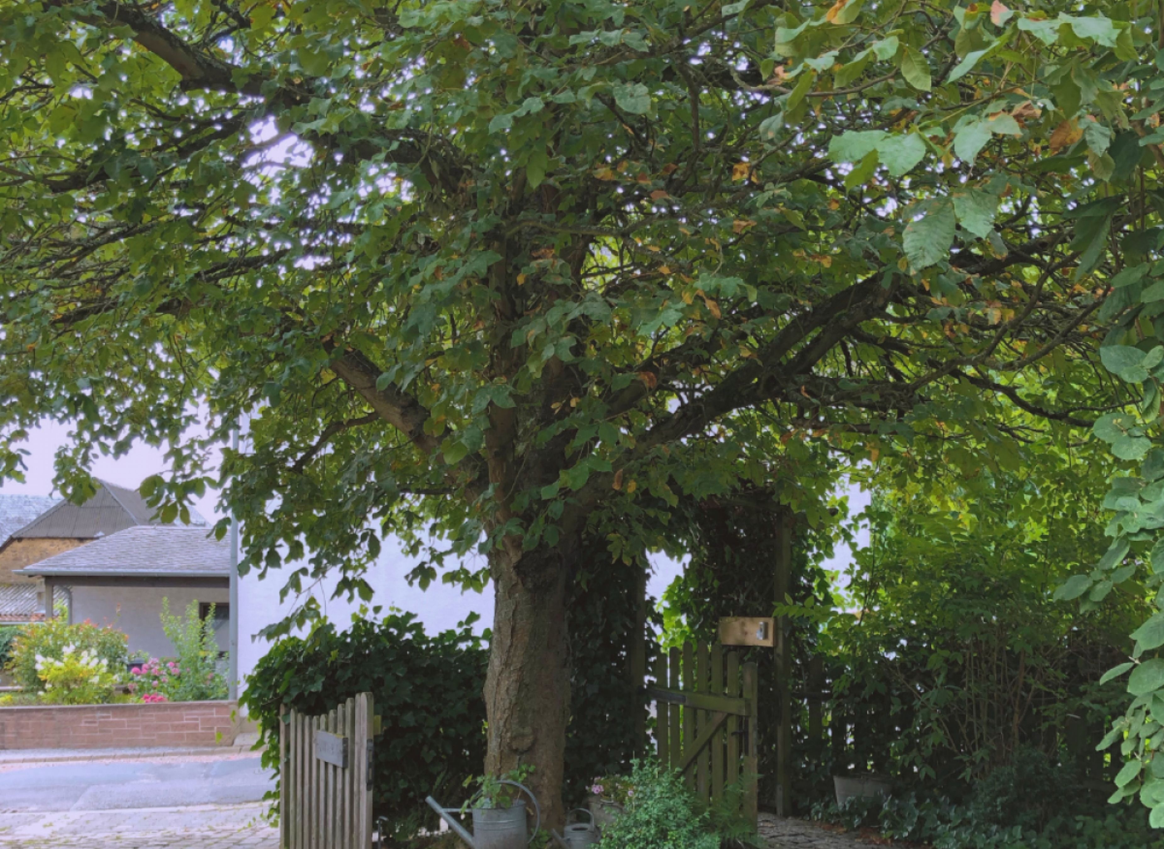 Alte Dorfschule - Unter dem Kastanienbaum — Stellplatz in Daxweiler