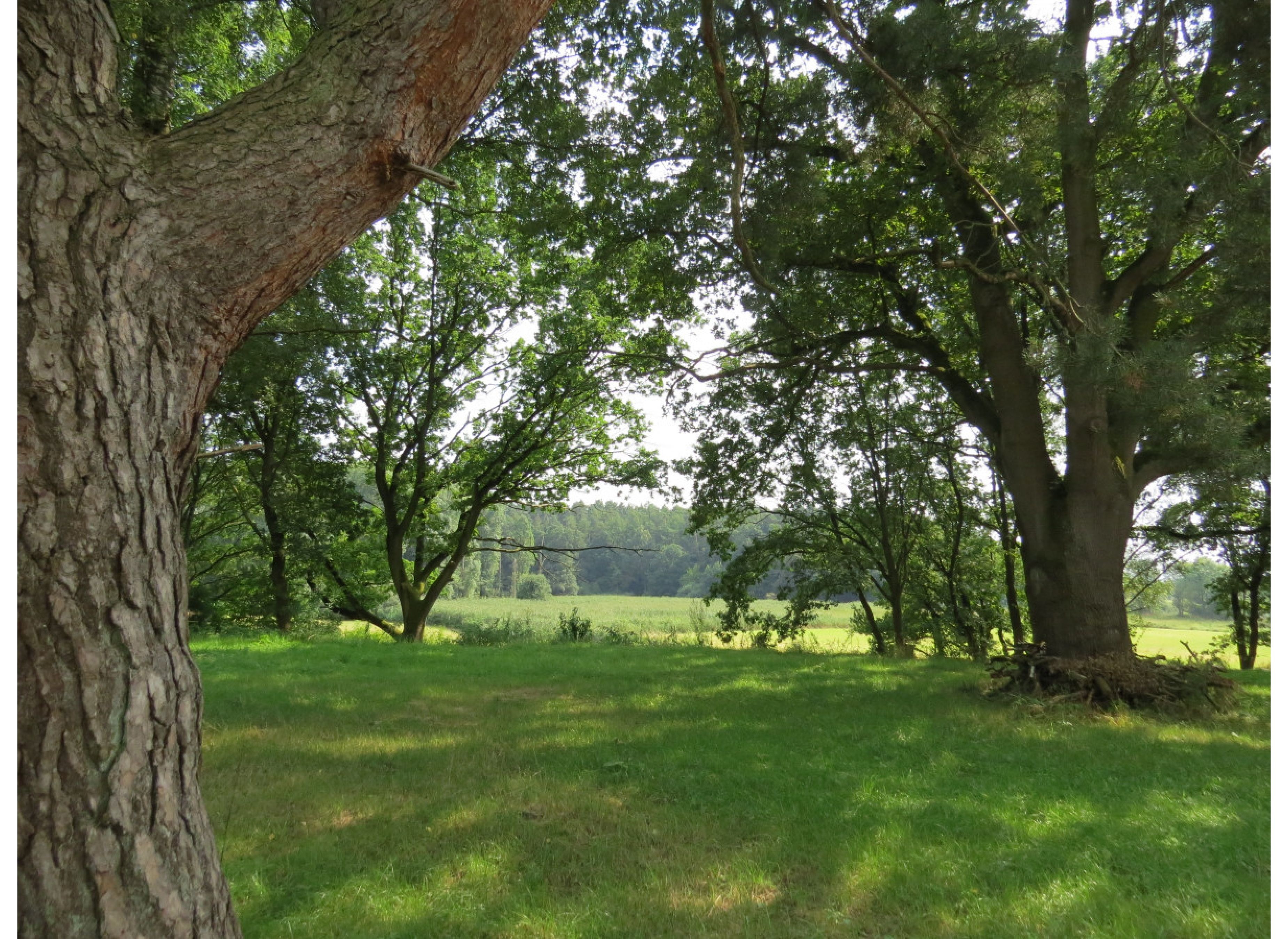 An der alten Ziegelei - Zwischen Wald und Auwiesen der Leine #2 — Aire camping car in Neustadt am Rübenberge