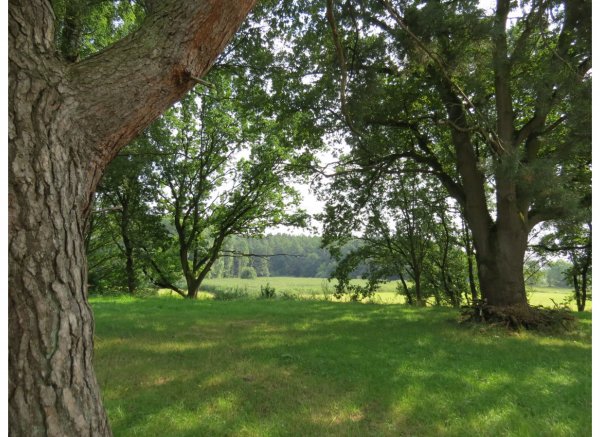 An der alten Ziegelei - Zwischen Wald und Auwiesen der Leine #2 — Foto 3