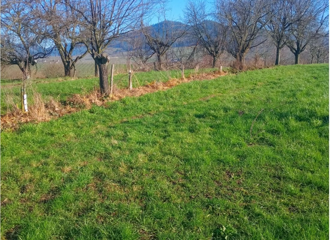 Einzelstellplatz " Am Aussichtsturm" — Campervan Site in Bühl