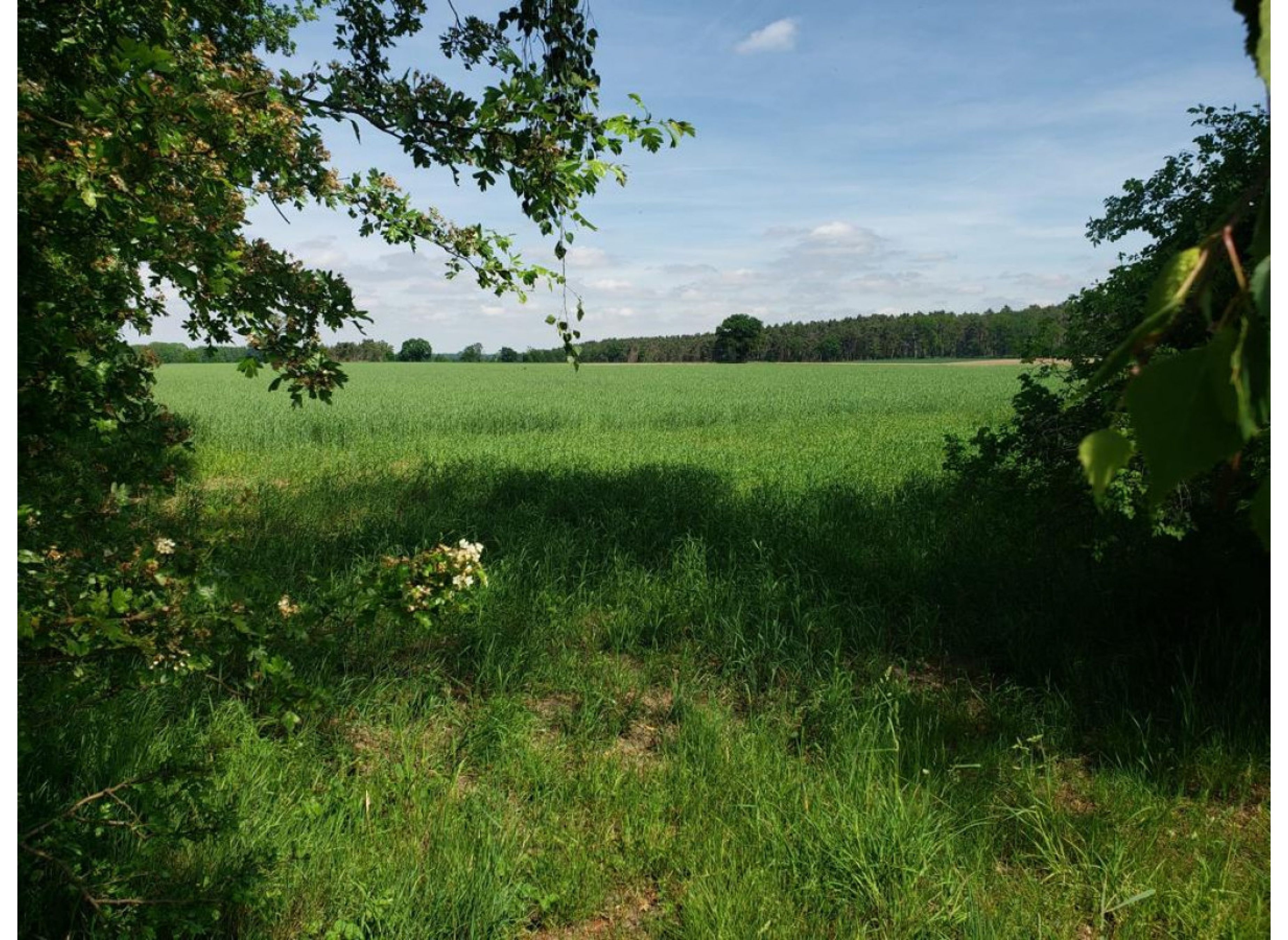 Einzelstellplatz in Waldnähe in der Feldmark — Camperplads in Lüchow