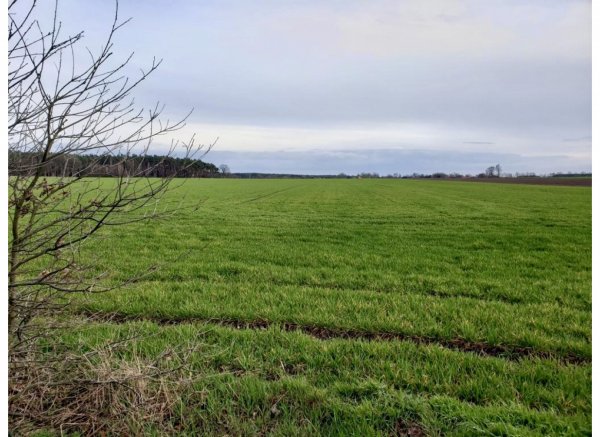 Einzelstellplatz in Waldnähe in der Feldmark