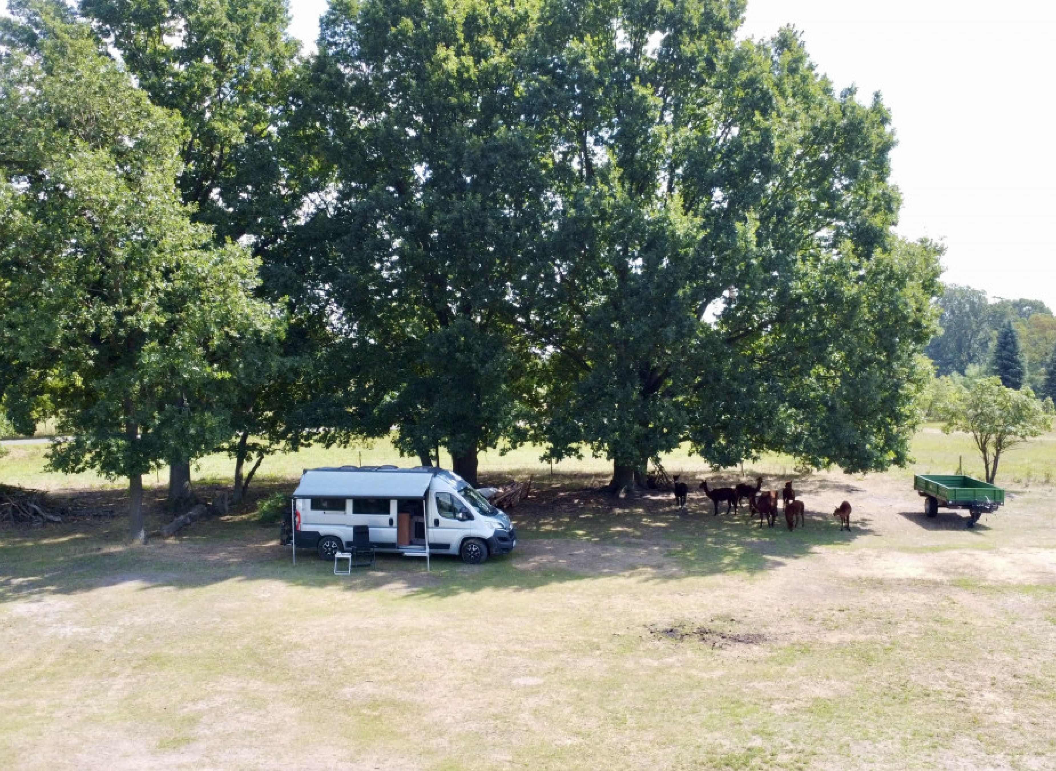 Pure Entspannung auf der Alpakaweide — Sp. parking dla kamperów in Jessen