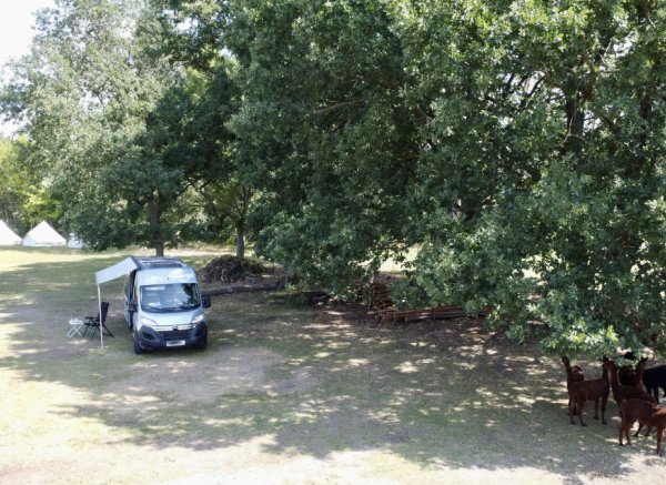 Pure Entspannung auf der Alpakaweide — Photo 2