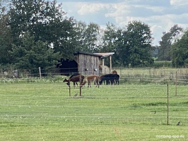 Pure Entspannung auf der Alpakaweide — Photo 4