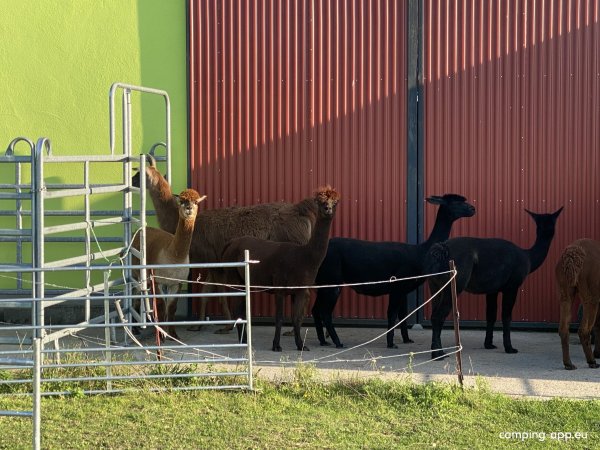 Pure Entspannung auf der Alpakaweide — Photo 6