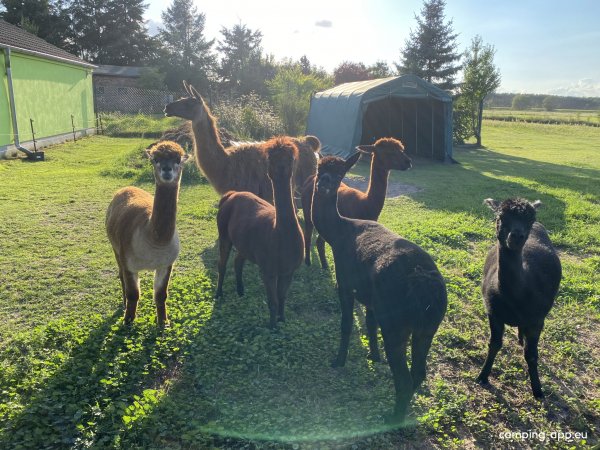 Pure Entspannung auf der Alpakaweide — Foto 2