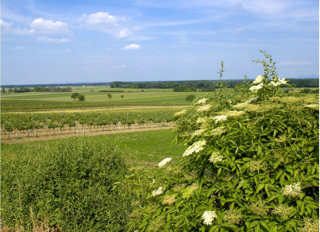 In der Natur — Winery in Sierndorf an der March