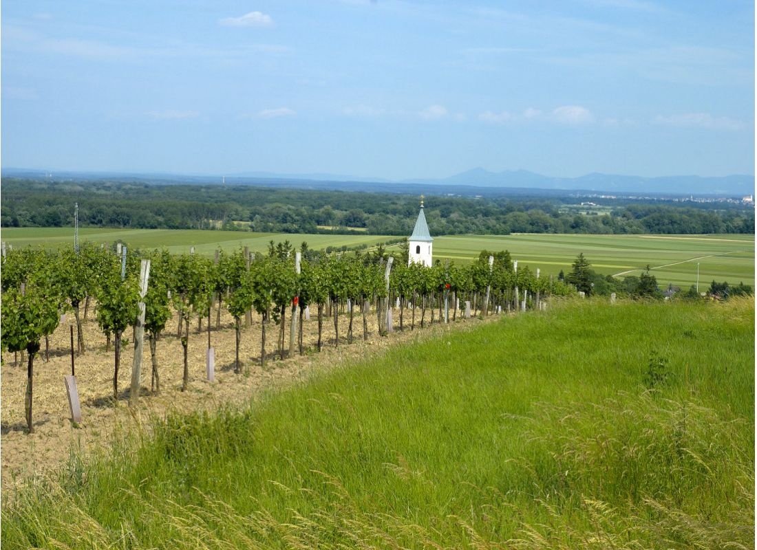 In der Natur — Vineri in Sierndorf an der March