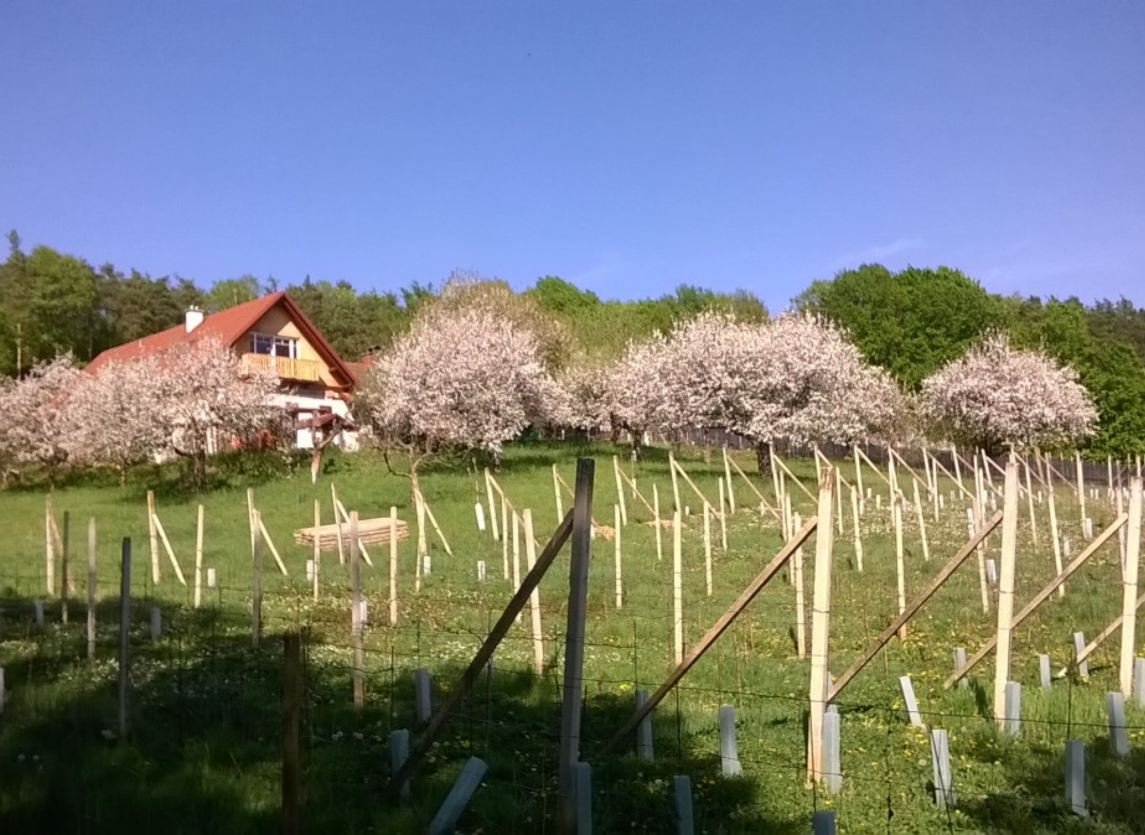 Unter dem Nussbaum beim Eselstall — Winery in Söchau