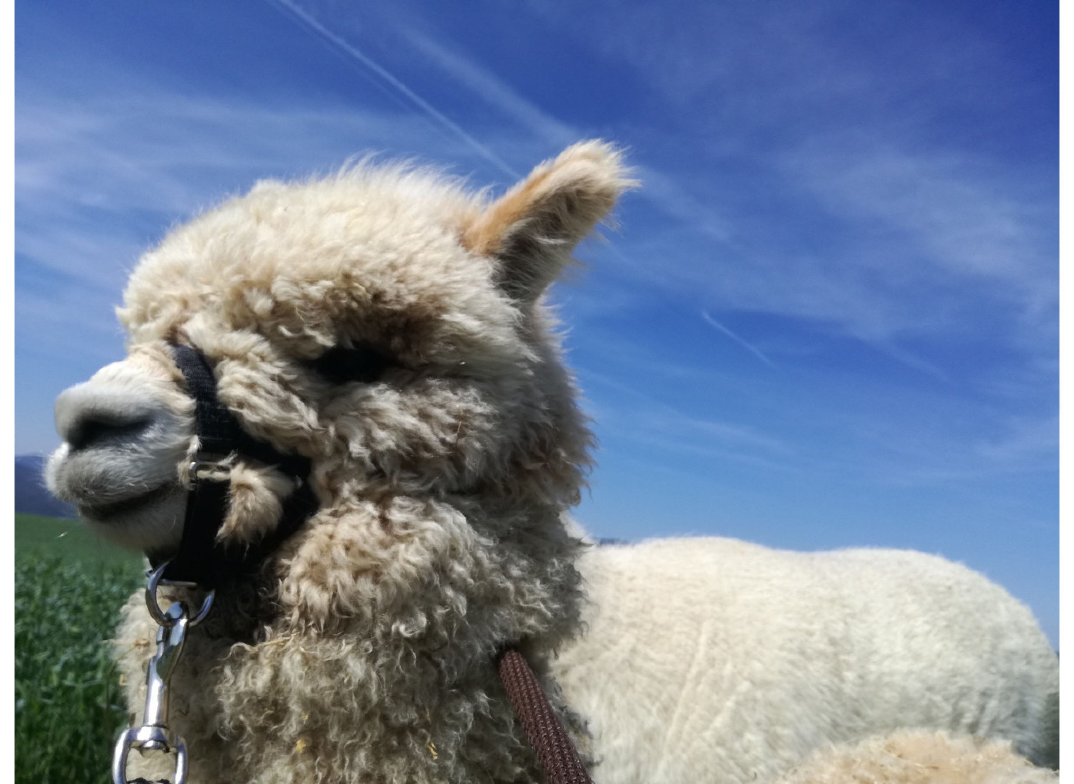 Auf dem Biohof im Joglland — Stellplatz in Sankt Jakob im Walde