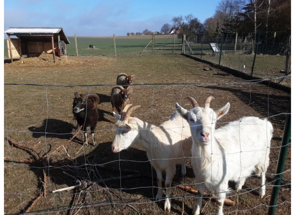 Ruhe und Entspannung am Rande der Feldberger Seenlandschaft — Photo 2