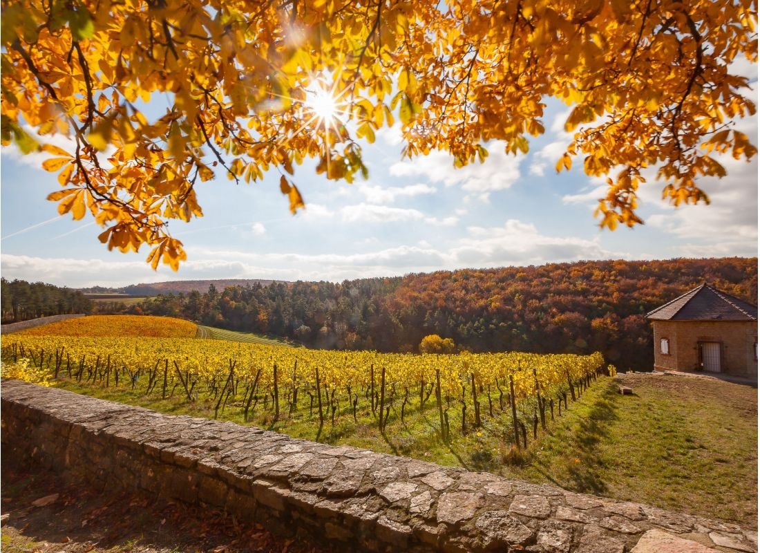 Am Weingut nahe der Burg Schloss Saaleck — Winery in Hammelburg