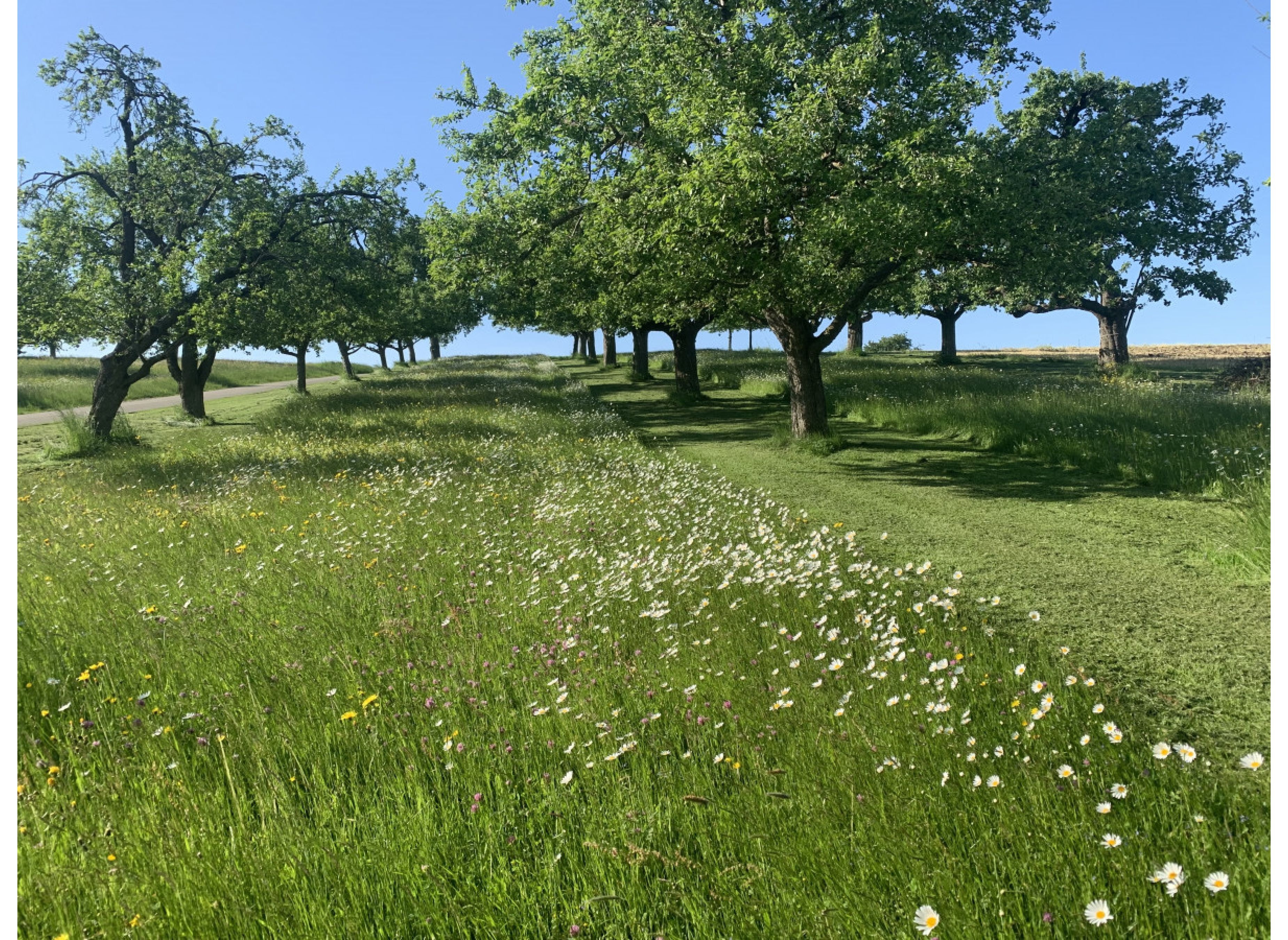 Auszeit an der Blumen-Streuobstwiese + Feuerstelle — 露营车营地 in Attenweiler