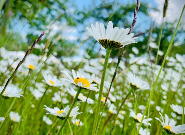Auszeit an der Blumen-Streuobstwiese + Feuerstelle — Photo 2